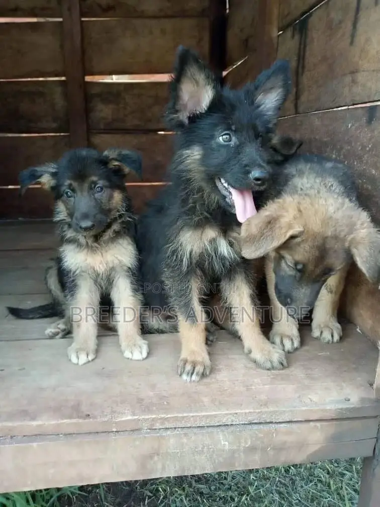 1-3 Month Female Purebred German Shepherd