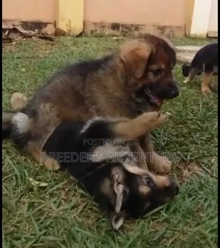 1-3 Month Male Purebred German Shepherd