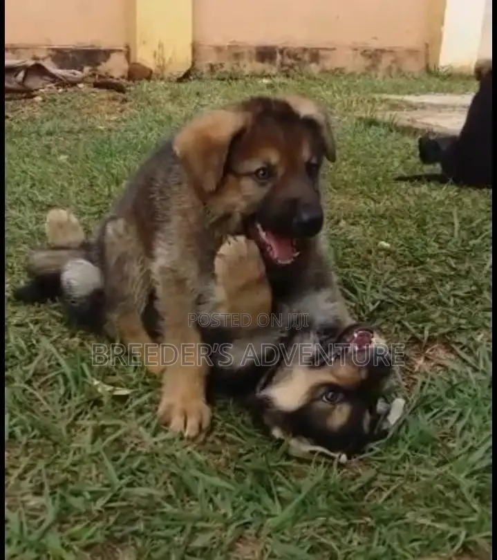1-3 Month Male Purebred German Shepherd