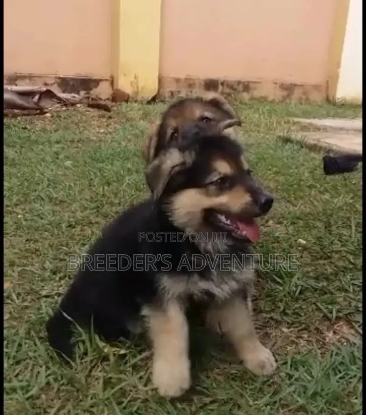 1-3 Month Male Purebred German Shepherd