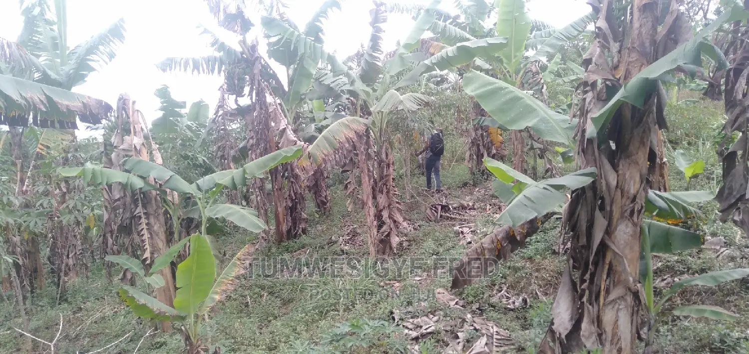 30 Acres of Land for Sale in Gomba