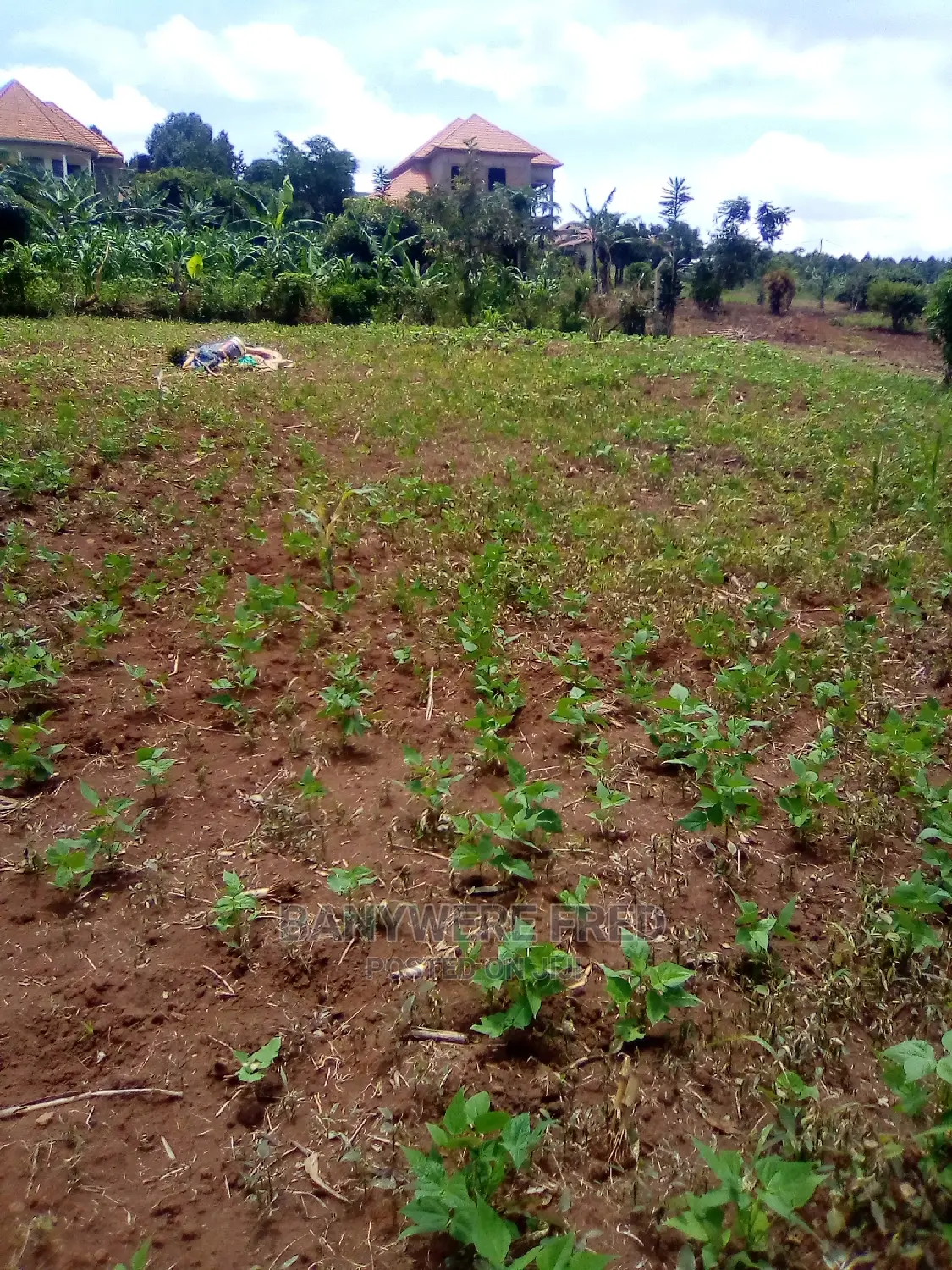 100x50ft Plot on Sale at Jogo 2