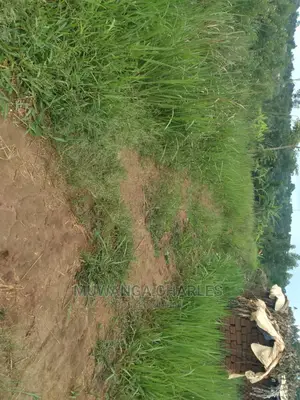 100x70ft Plot of Land for Sale in Kyanja Kungu