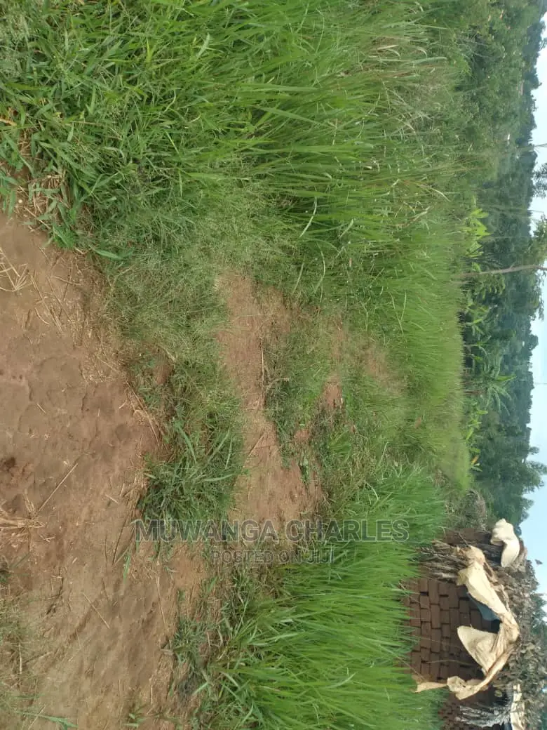 100x70ft Plot of Land for Sale in Kyanja Kungu