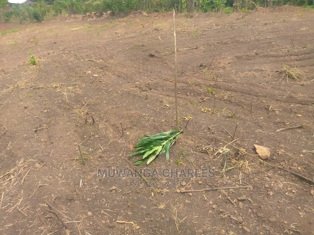 100x100ft Plot of Land for Sale in Buwate