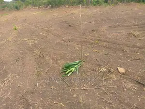 100x100ft Plot of Land for Sale in Buwate