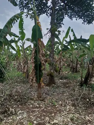 4acres for Sale in Zirobwe Wabutungulu