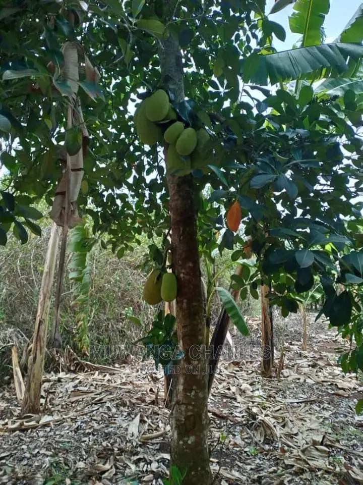 4acres for Sale in Zirobwe Wabutungulu