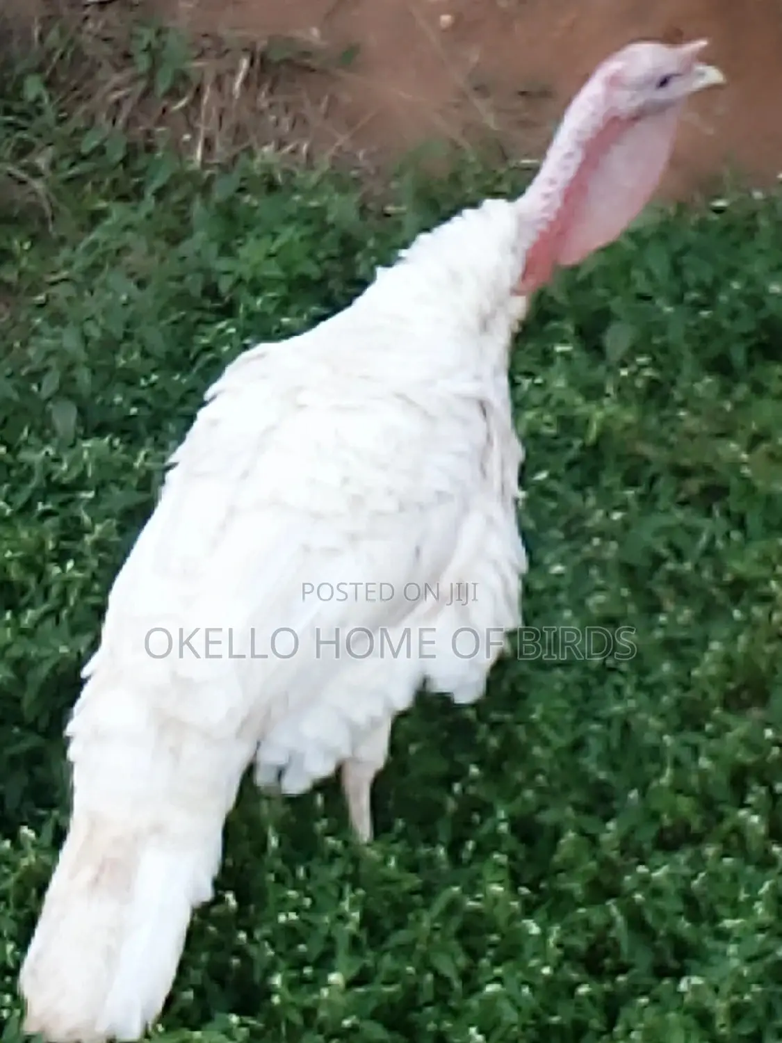 Pure White Male Turkey