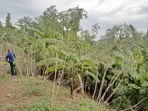 1acre of Land for Sale in Kira Bulindo