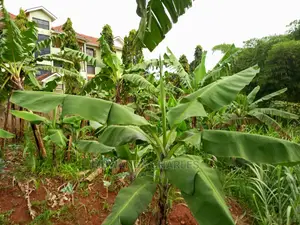 25decimals of Land for Sale in Buwate
