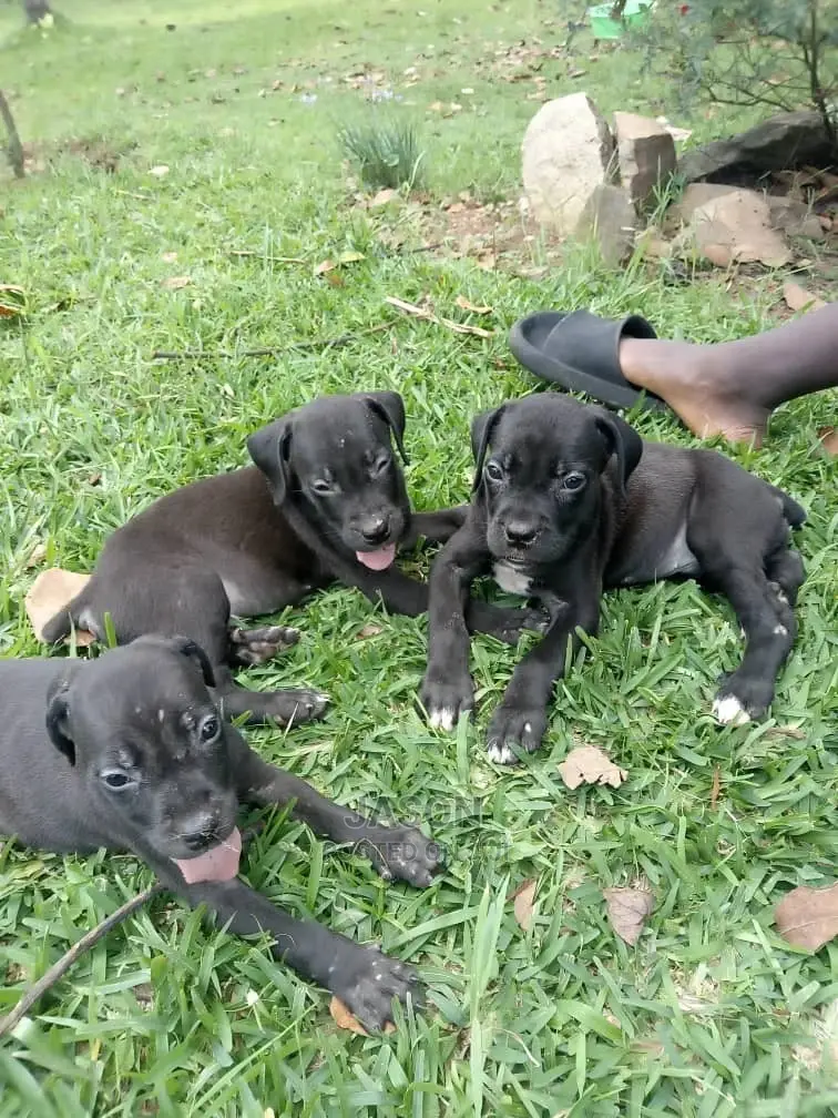 1-3 Month Male Purebred Boerboel
