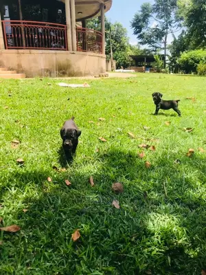 1-3 Month Male Purebred Boerboel