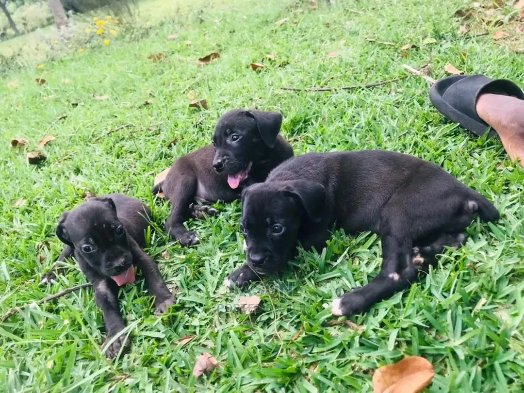 1-3 Month Male Purebred Boerboel