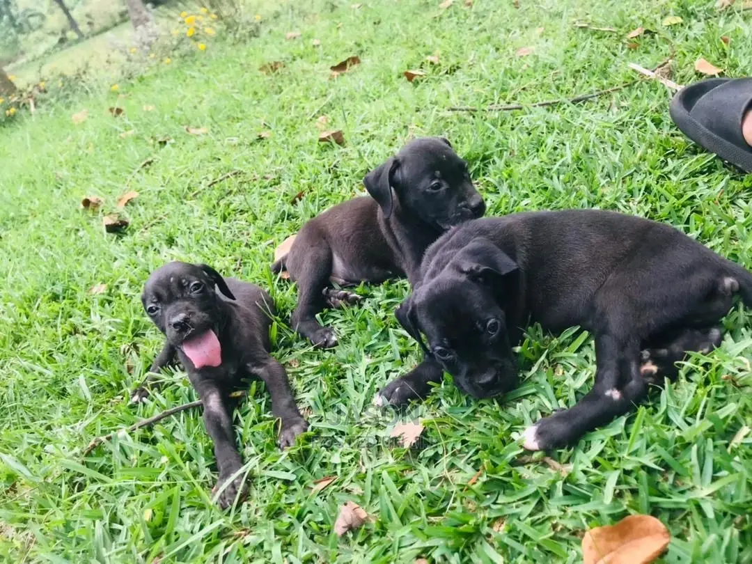 1-3 Month Male Purebred Boerboel