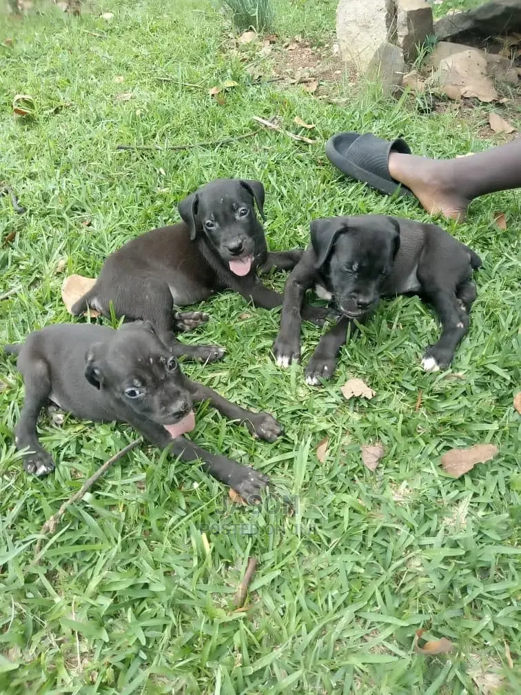 1-3 Month Male Purebred Boerboel