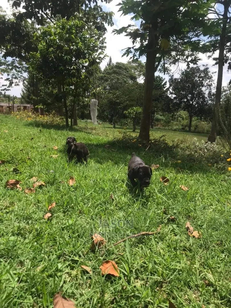 1-3 Month Male Purebred Boerboel