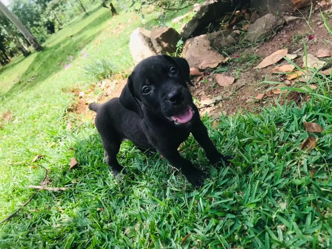 1-3 Month Male Purebred Boerboel