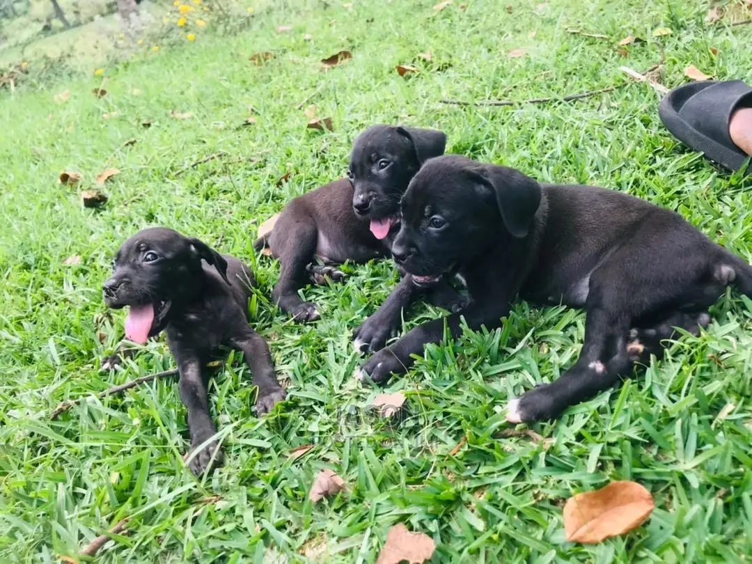 1-3 Month Male Purebred Boerboel