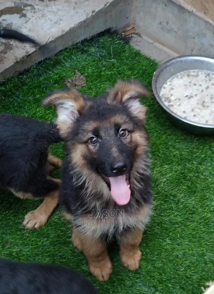 3-6 Month Male Purebred German Shepherd