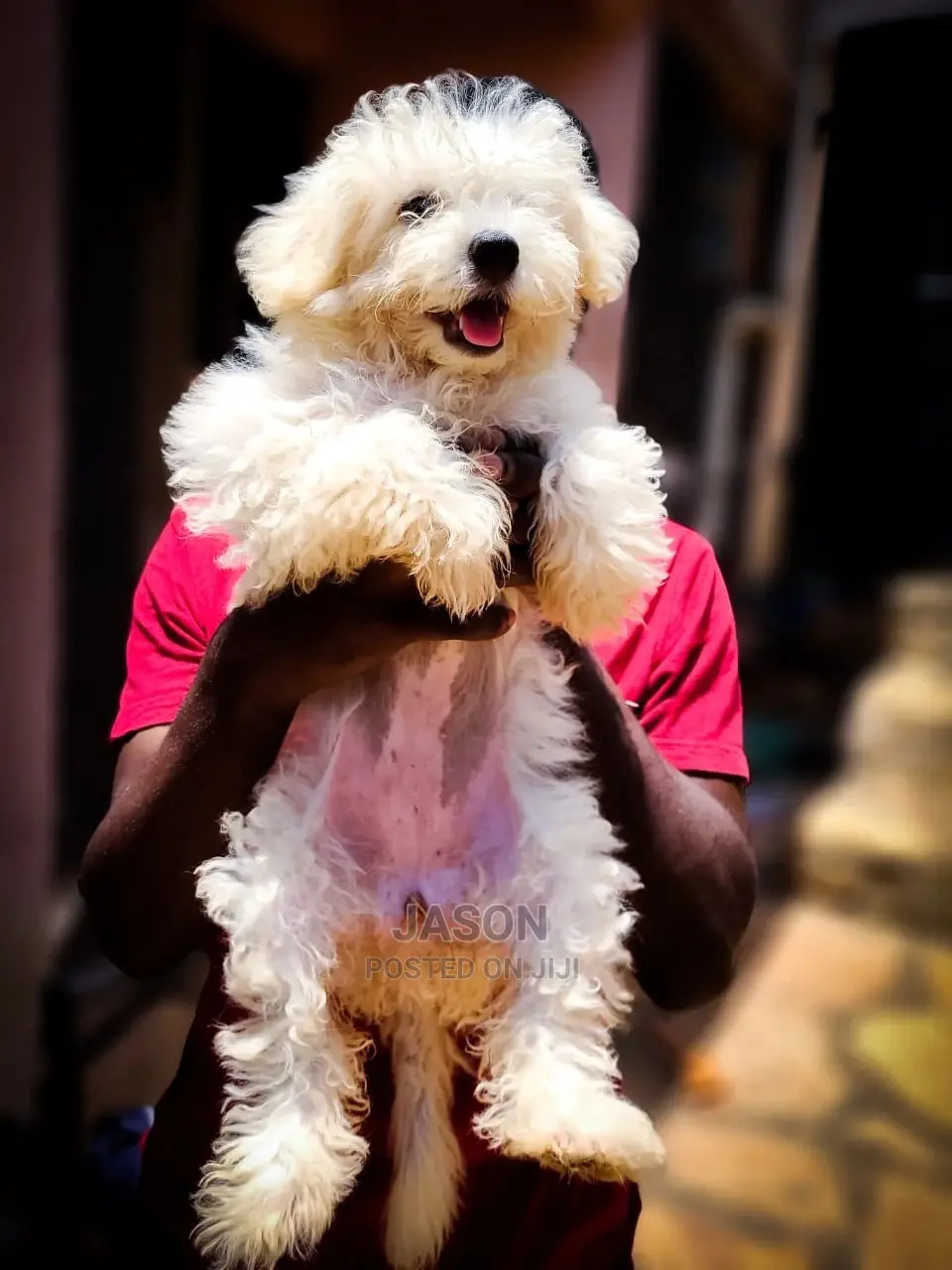 1-3 Month Male Purebred Maltese