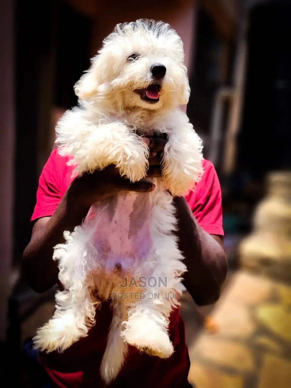 1-3 Month Male Purebred Maltese