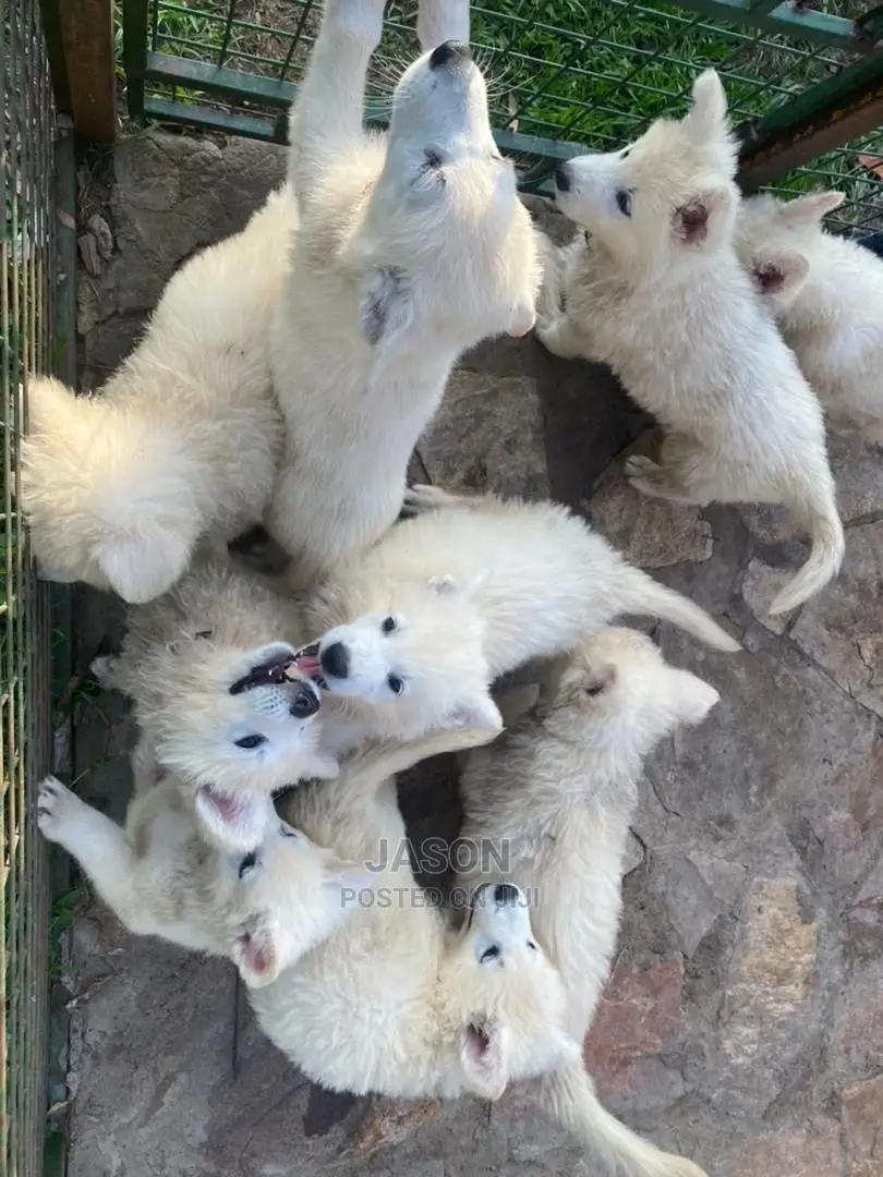 1-3 Month Male Purebred White Shepherd
