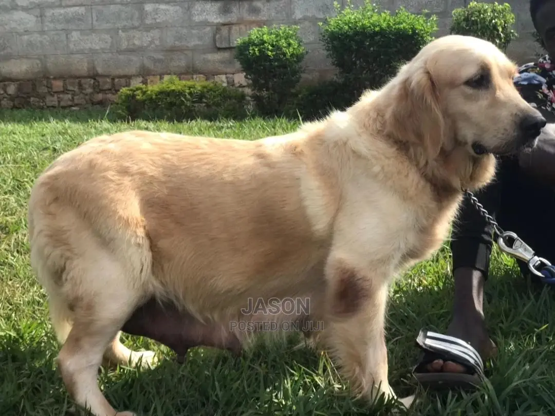 1-3 Month Male Purebred Golden Retriever