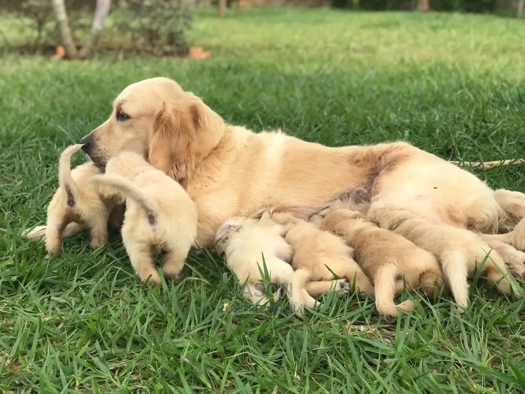 1-3 Month Male Purebred Golden Retriever