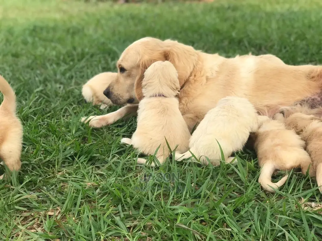 1-3 Month Male Purebred Golden Retriever