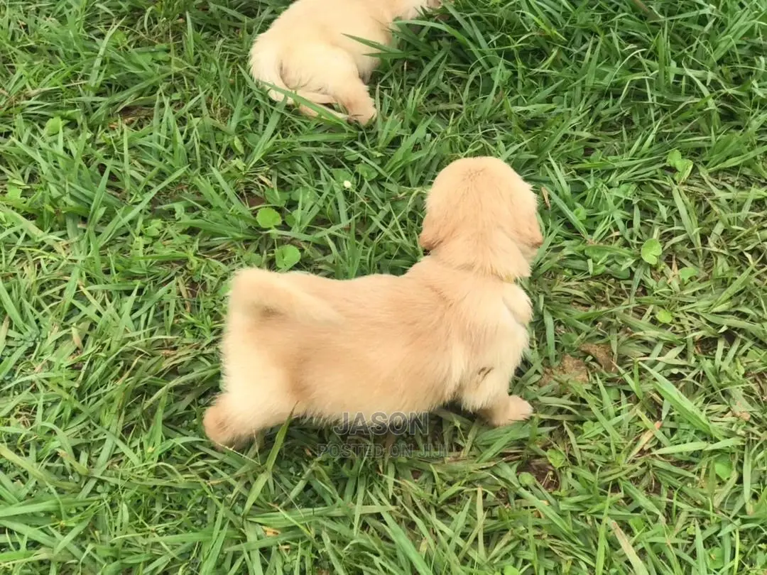 1-3 Month Male Purebred Golden Retriever