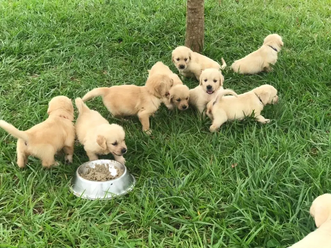 1-3 Month Male Purebred Golden Retriever