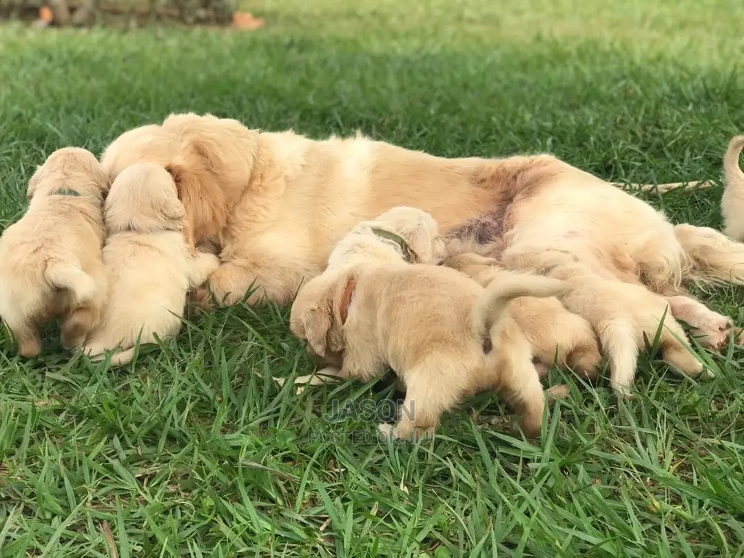 1-3 Month Male Purebred Golden Retriever