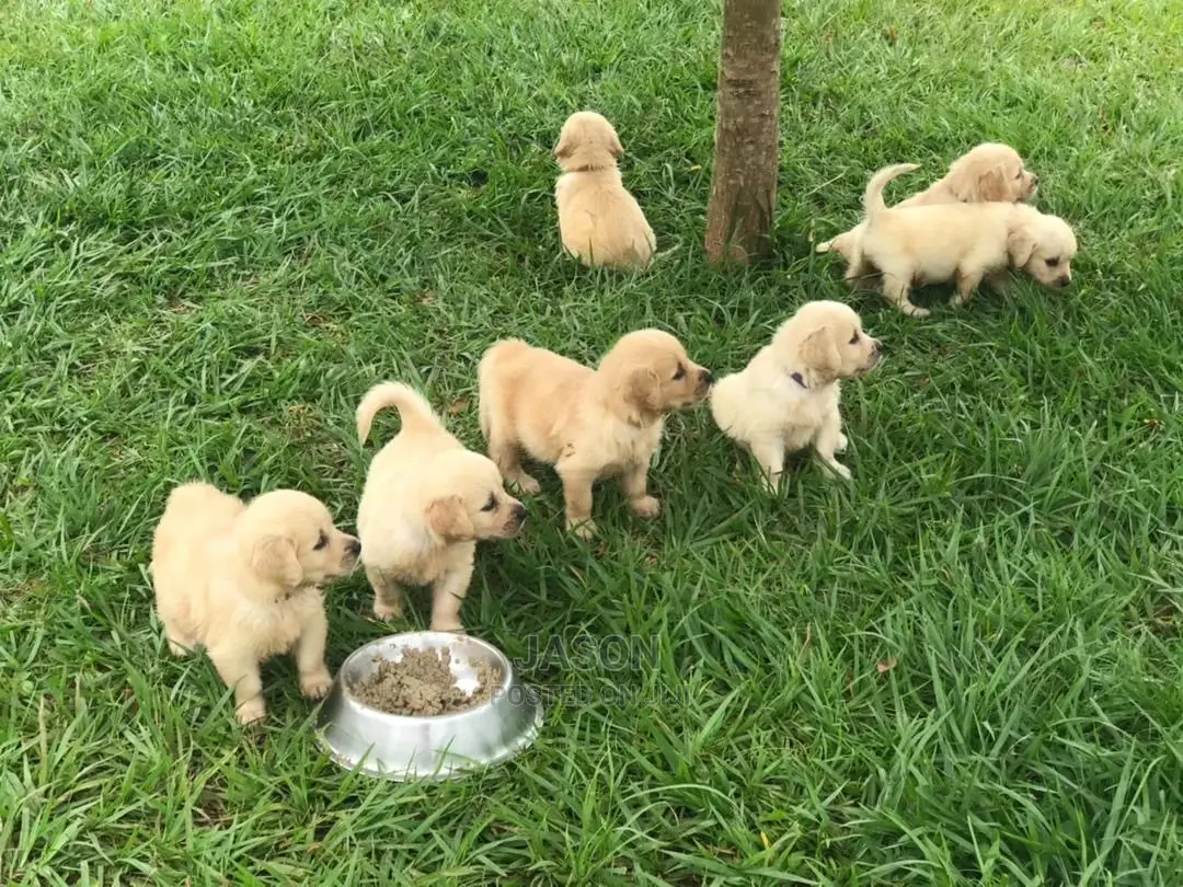 1-3 Month Male Purebred Golden Retriever