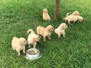 1-3 Month Male Purebred Golden Retriever