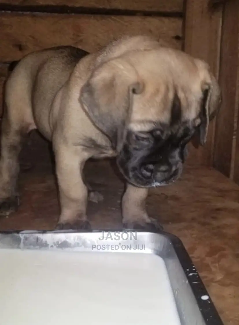 1-3 Month Male Purebred Bullmastiff