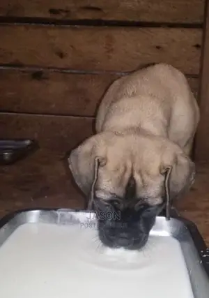 1-3 Month Male Purebred Bullmastiff