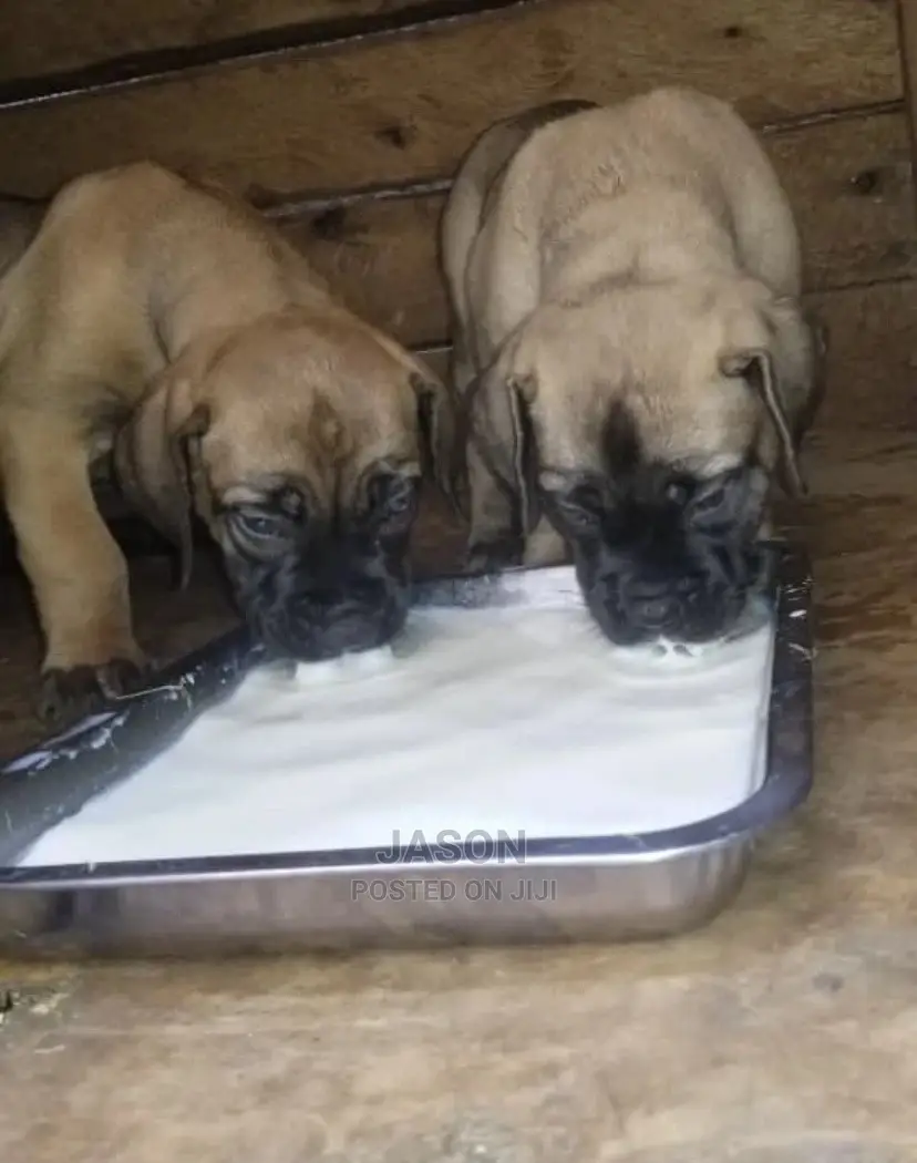 1-3 Month Male Purebred Bullmastiff