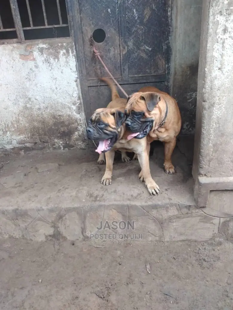 1-3 Month Male Purebred Bullmastiff