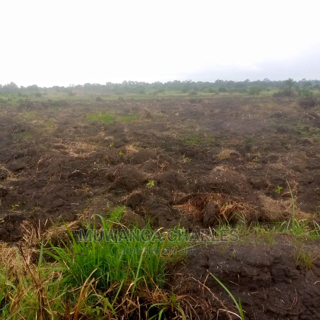 12decimals Plot of Land for Sale in Mattuga Migade