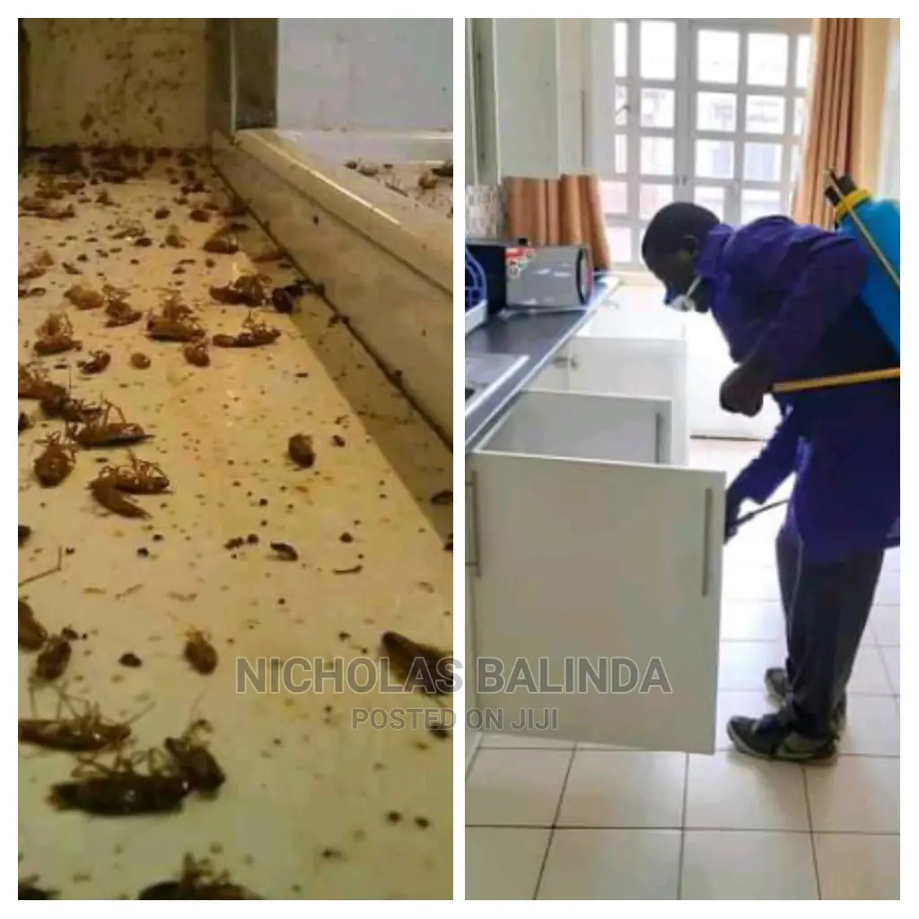 Get Rid of Cockroach Infestation in Your Kitchen Today