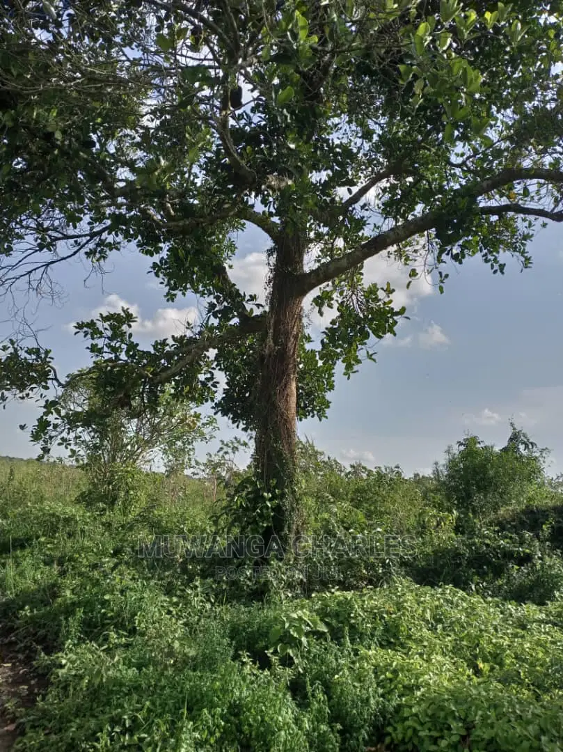 10acres of Land for Sale at Zirobwe Kikyusa