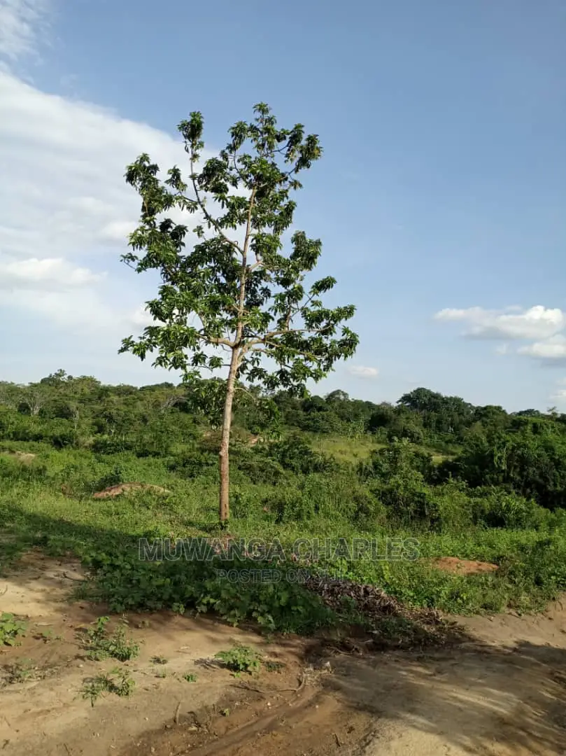 2acres of Land for Sale at Zirobwe Wabutungulu