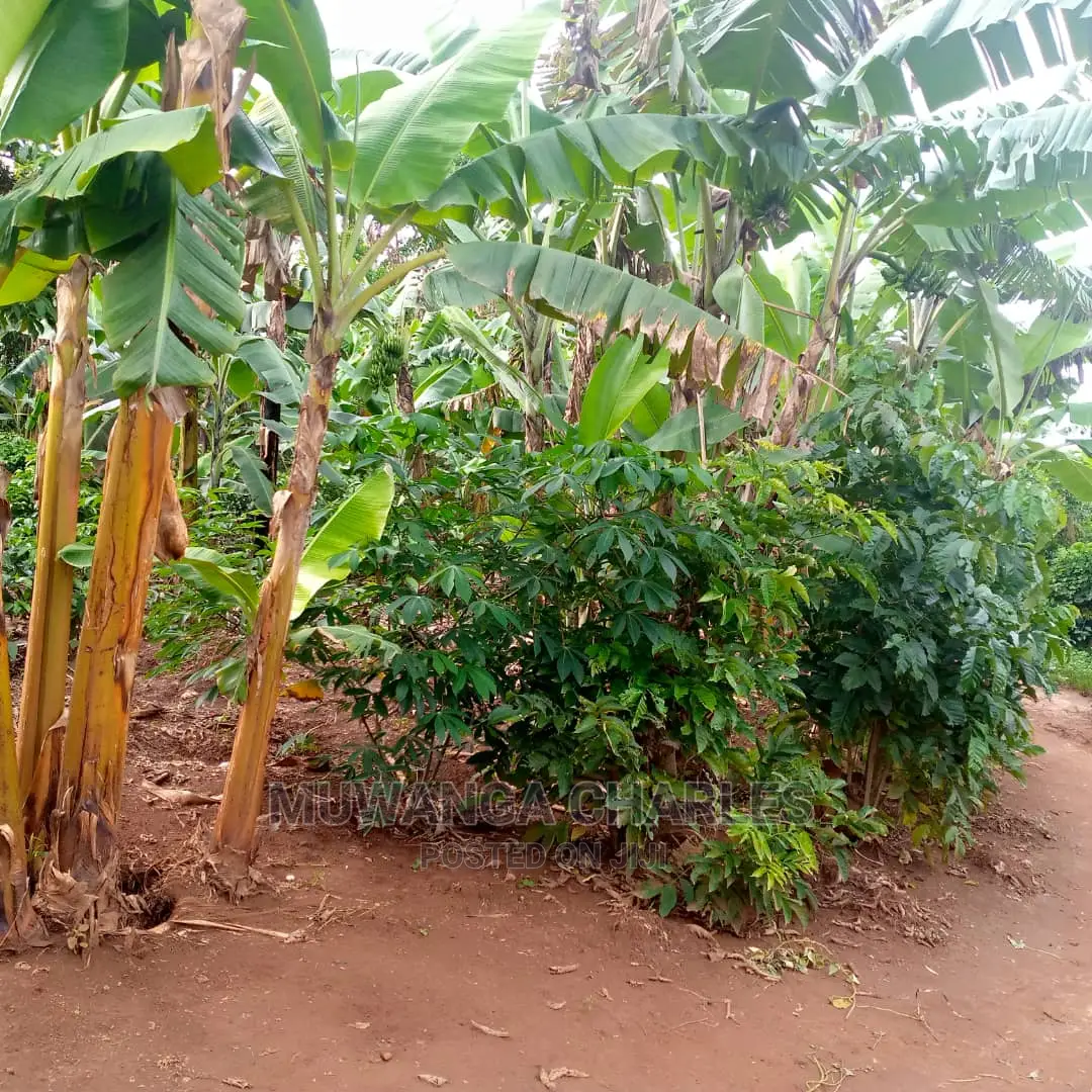 2.5acres of Land for Sale at Zirobwe Tongo