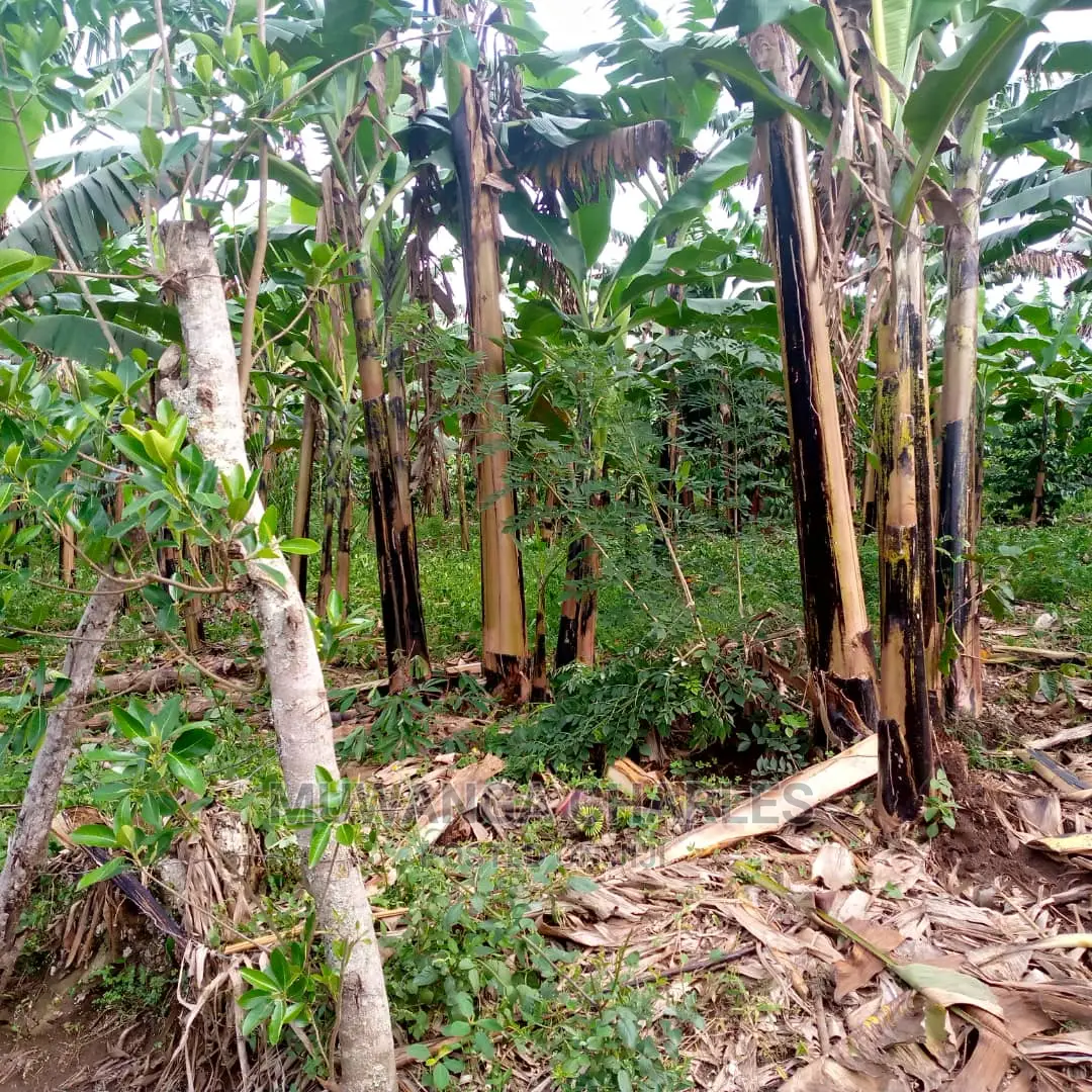 2.5acres of Land for Sale at Zirobwe Tongo