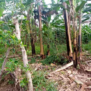 2.5acres of Land for Sale at Zirobwe Tongo