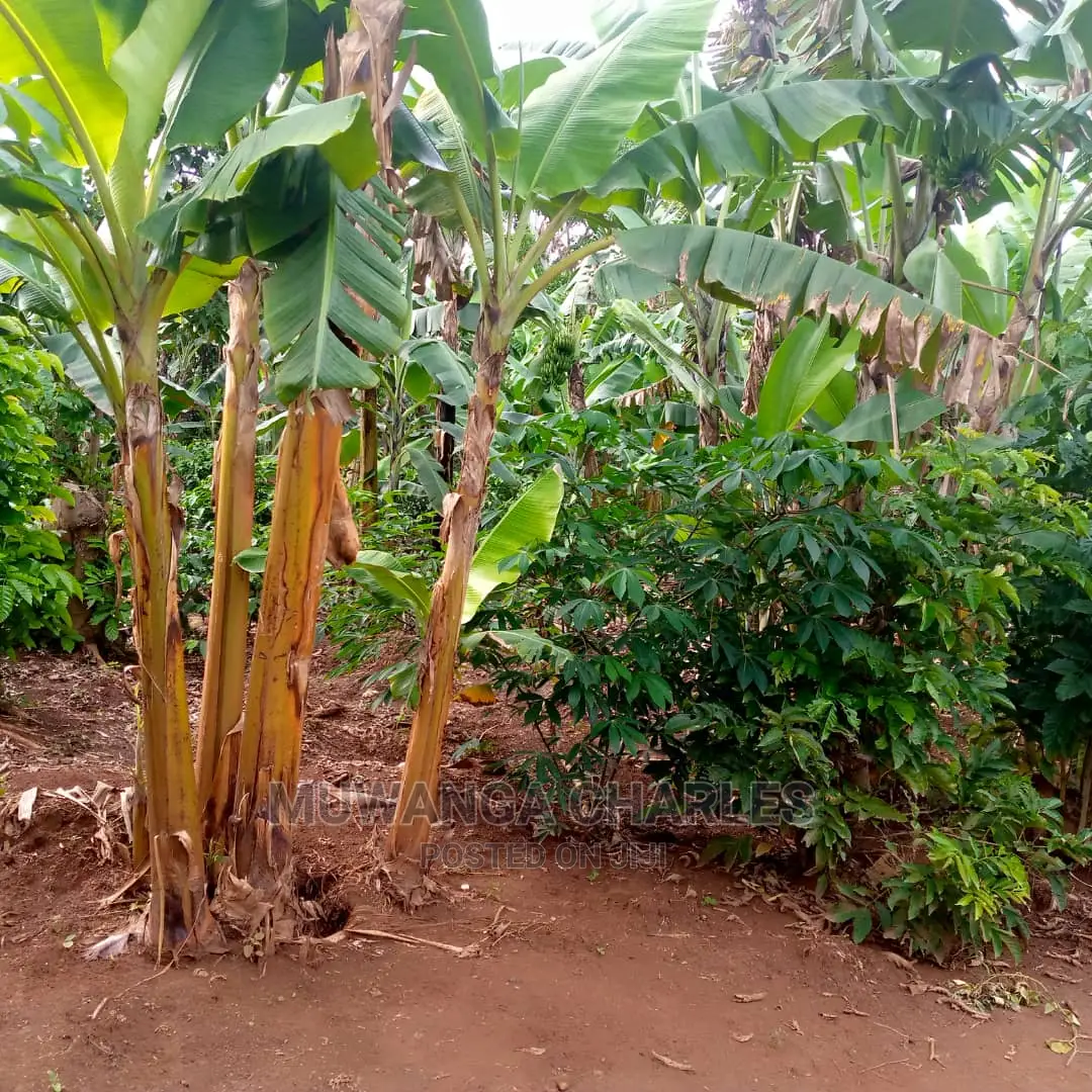 2.5acres of Land for Sale at Zirobwe Tongo