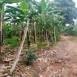 2.5acres of Land for Sale at Zirobwe Tongo