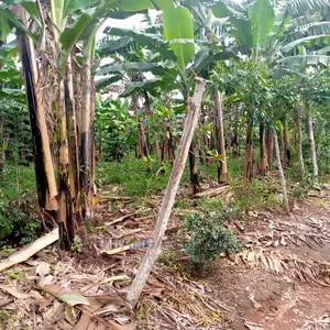 4acres of Land for Sale at Zirobwe Janda