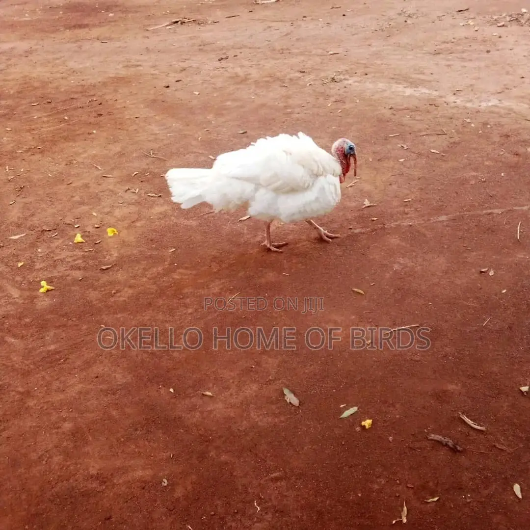 Male White Turkey
